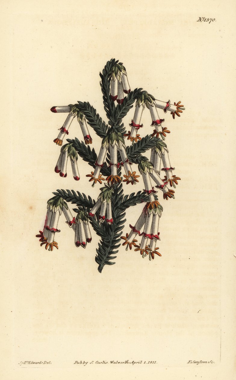 Monadelphous heath, Erica monadelpha alkotó: Unbekannt