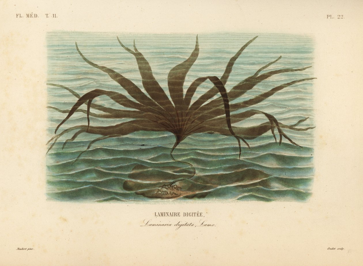 Evezőfű, Laminaria digitata, Finger Kelp alkotó: Unbekannt