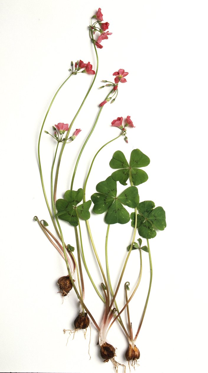 Oxalis tetraphylla/Oxalis deppei/Deppe oxalidja alkotó: Unbekannt