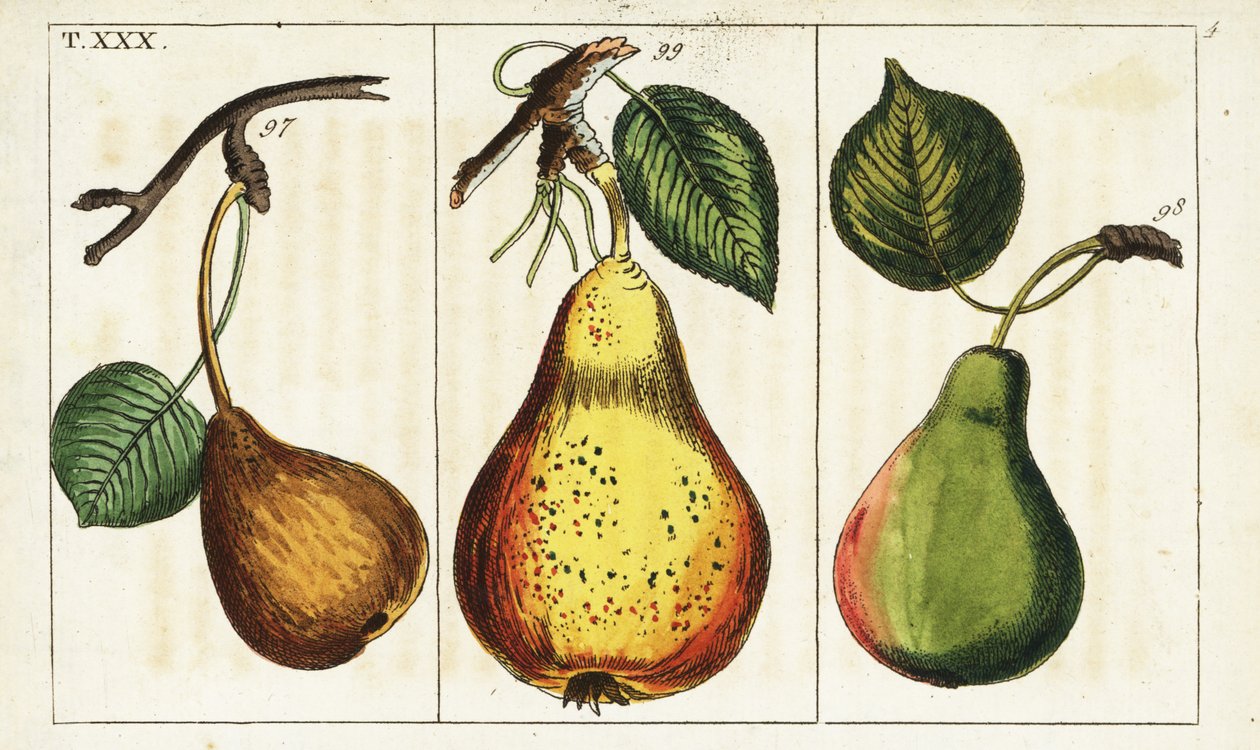 Körtefajták, Pyrus communis. alkotó: Unbekannter Künstler