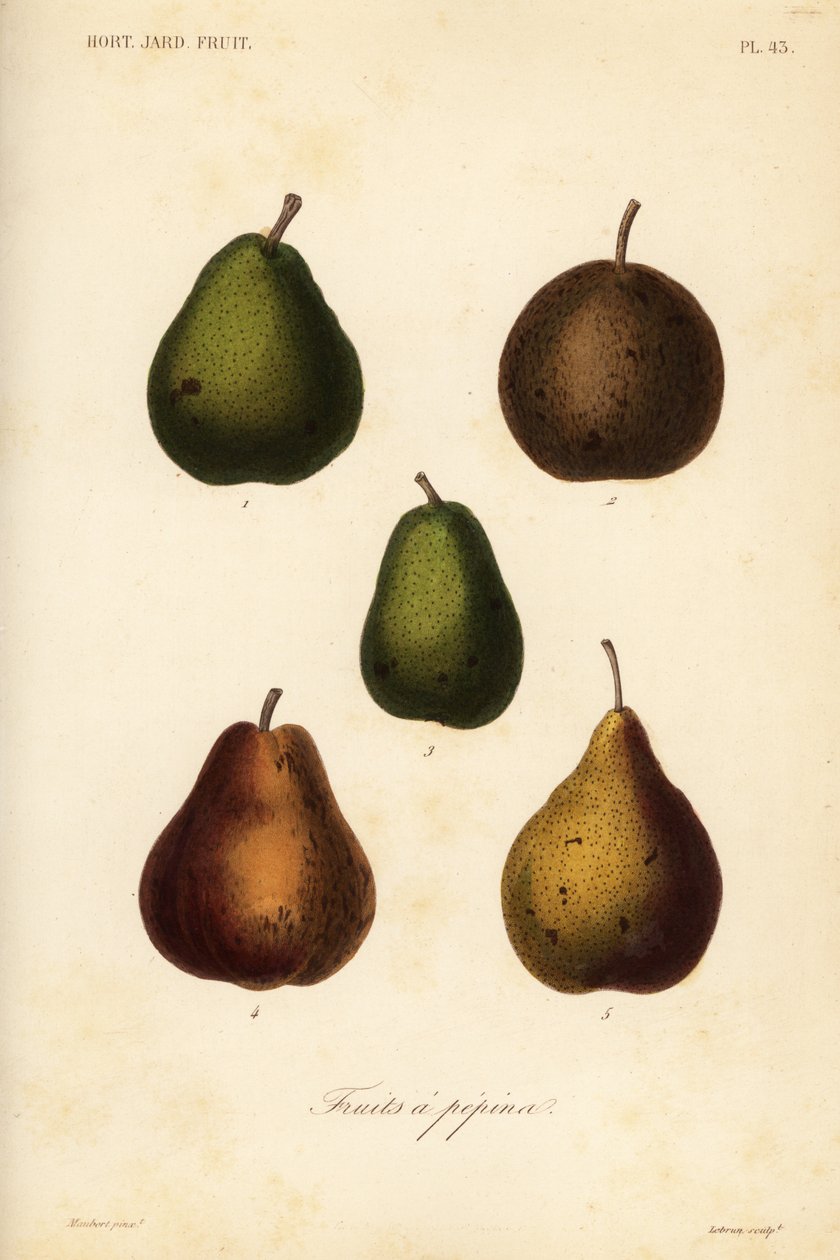 Kevés fajta, Pyrus communis alkotó: Unbekannt