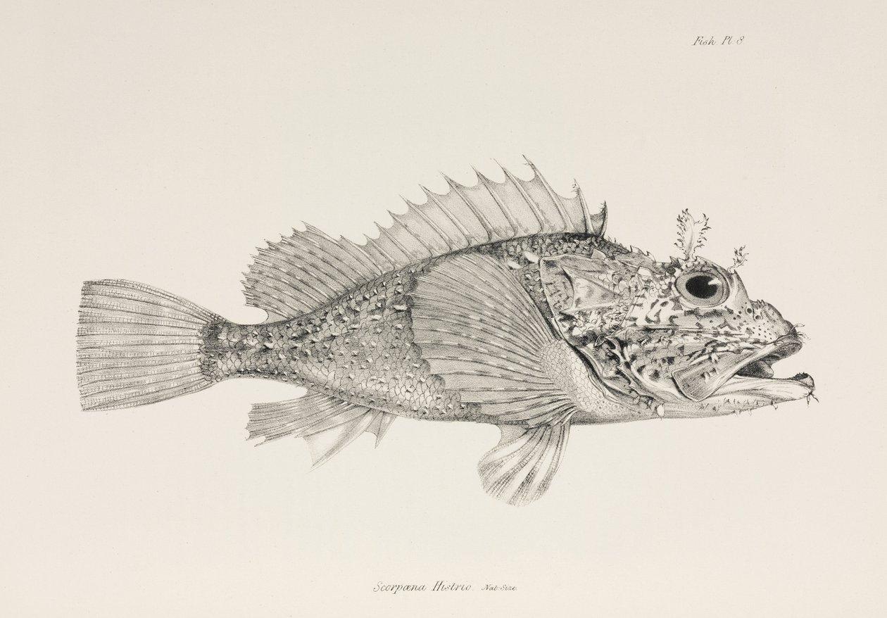 Játékos skorpióhal, c 1832-1836 alkotó: Unbekannter Künstler