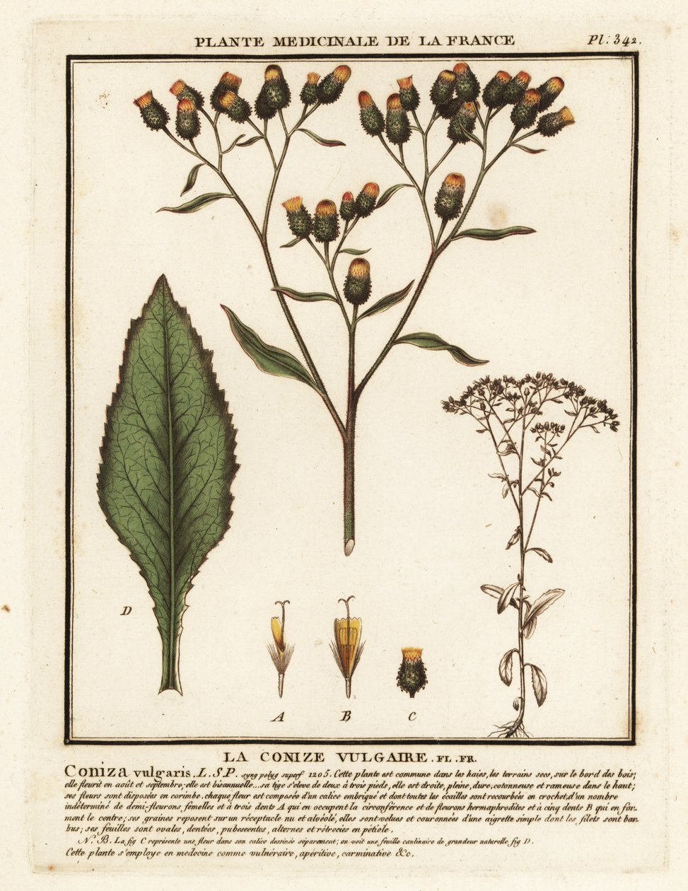 Szántó-spikenard, Inula conyza. alkotó: Unbekannter Künstler