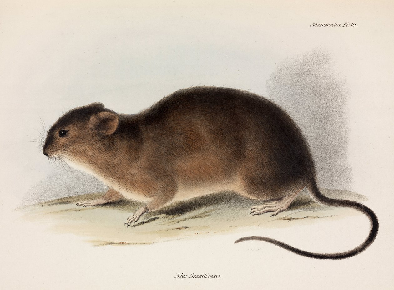 Rat, Dél-Amerika, c 1832-1836 alkotó: Unbekannt