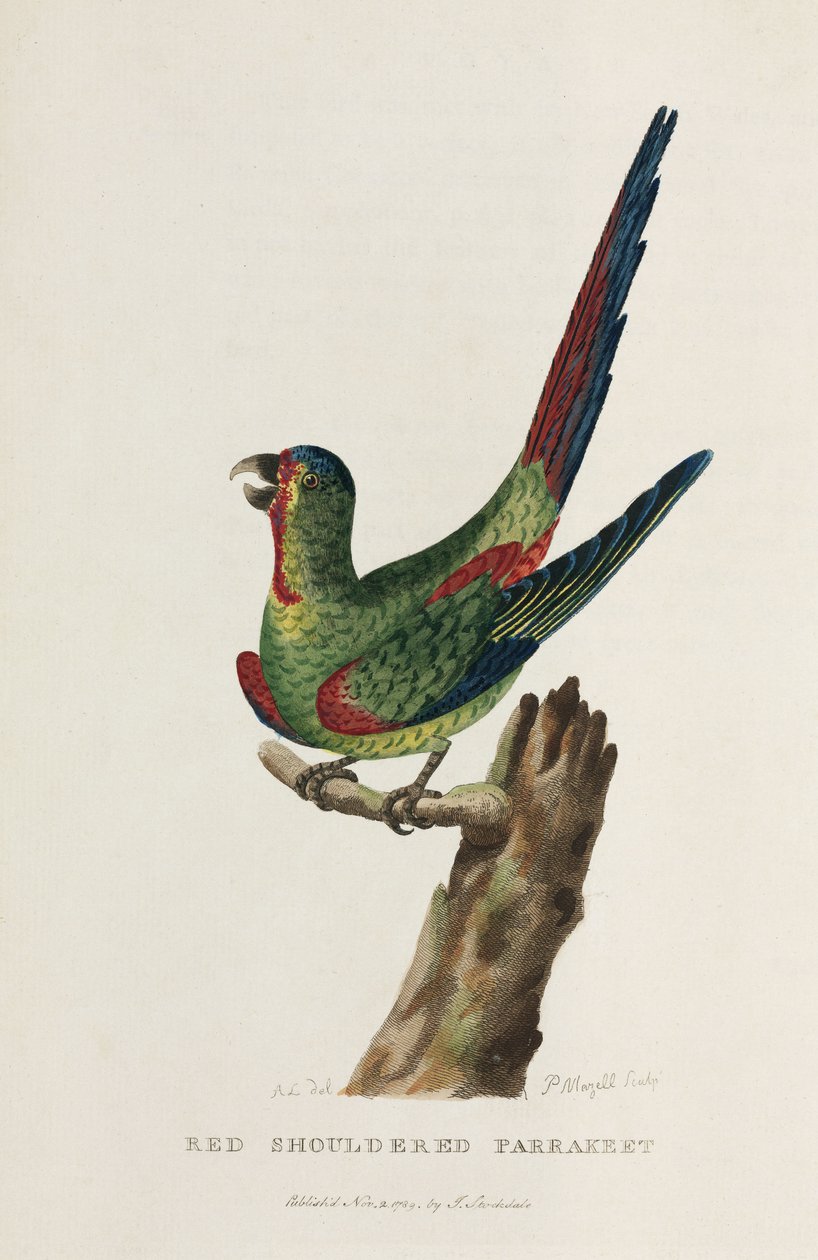„Red Shouldered Parrakeet”, Ausztrália, 1788 alkotó: Unbekannter Künstler