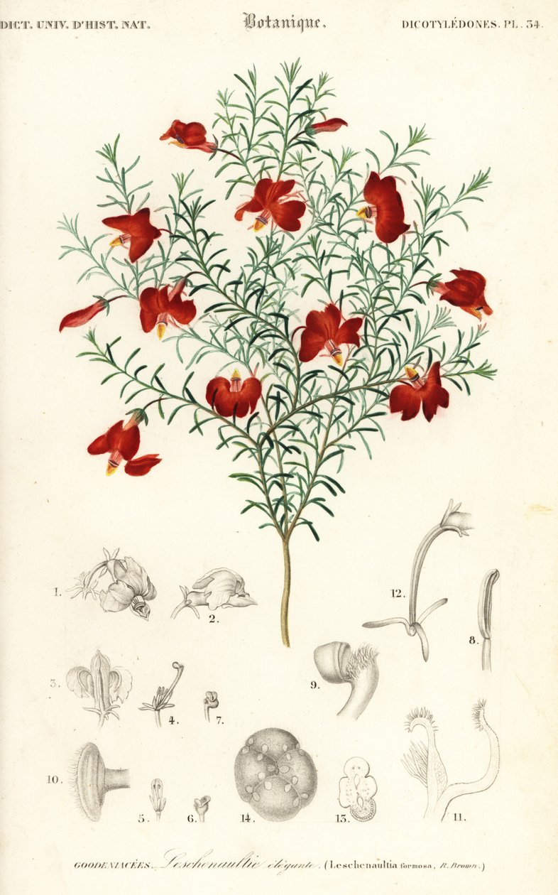 Vörös leschenaultia, Leschenaultia formosa., 1849 (metszet) alkotó: Unbekannter Künstler