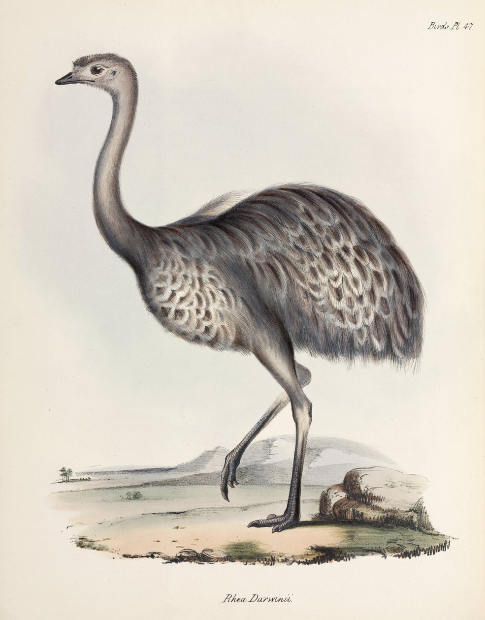 Rhea, Dél-Amerika, 1832-1836 alkotó: Unbekannter Künstler