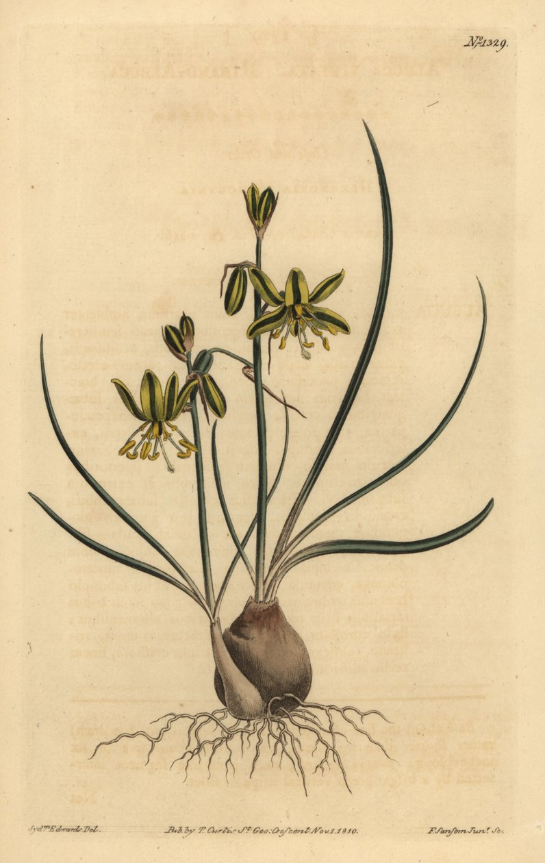 Riband albuca, Albuca vittata alkotó: Unbekannt