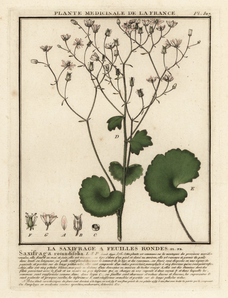Kereklevelű szaxifrage, Saxifraga rotundifolia. alkotó: Unbekannter Künstler