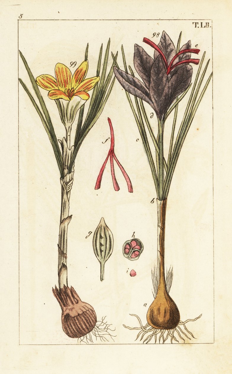 Sáfrányos sáfrány, Crocus sativus. alkotó: Unbekannter Künstler