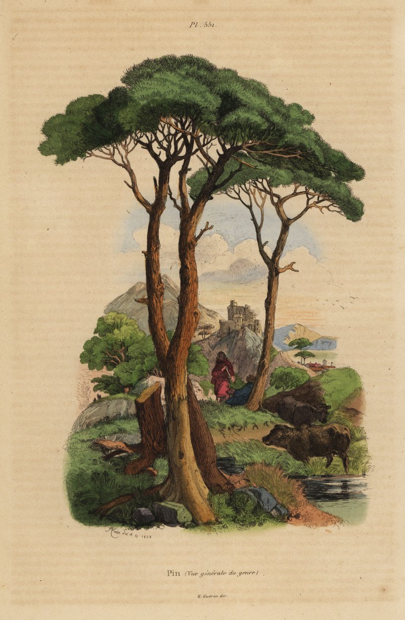 Kőfenyő, Pinus pinea, Pin alkotó: Unbekannt