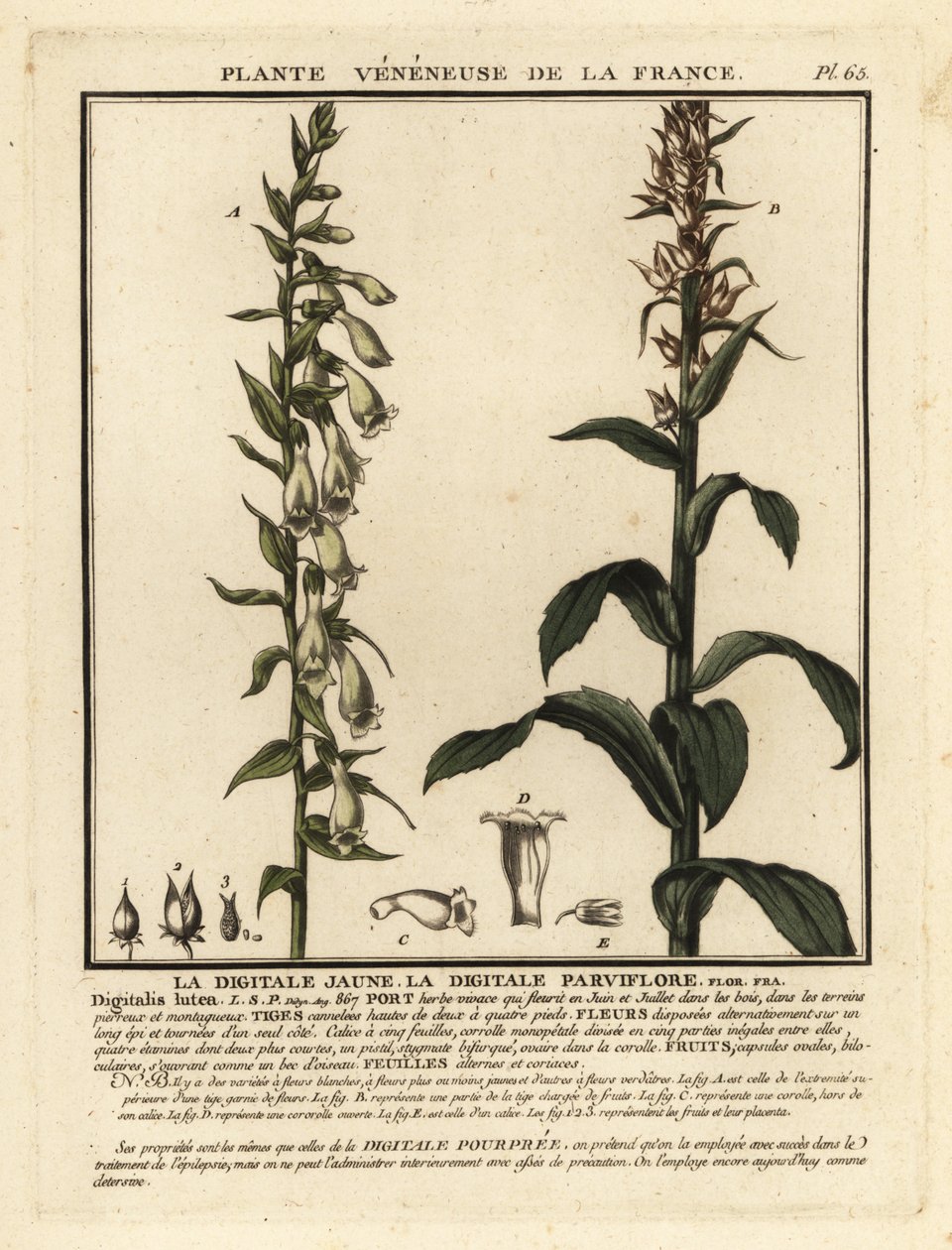 Szalma gyűszűvirág, Digitalis lutea. alkotó: Unbekannter Künstler