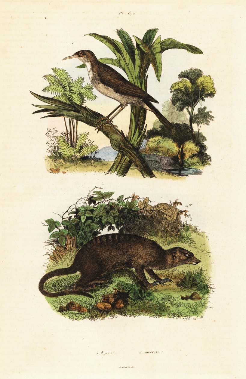 Napmadár és szurikáta, 1834-1839 (metszet) alkotó: Unbekannter Künstler
