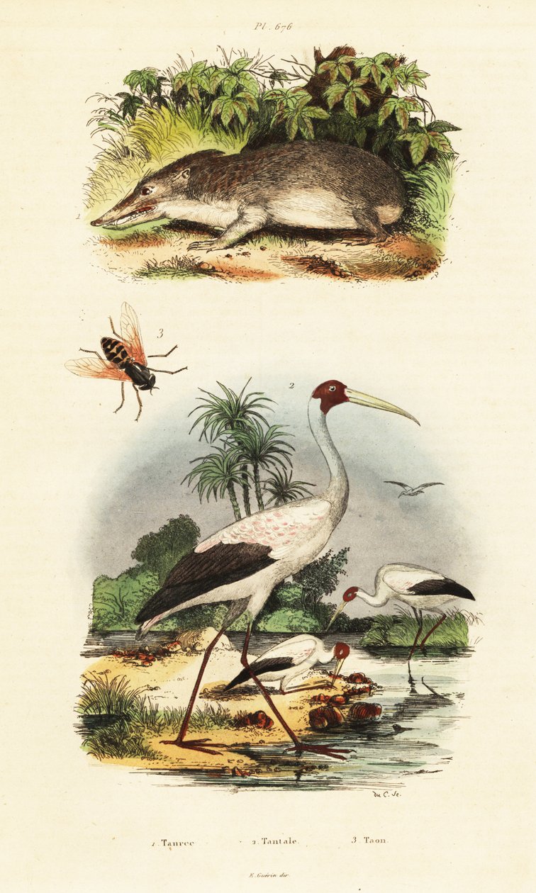 Tenrec, gólya és lólégy.,1834-1839 (metszet) alkotó: Unbekannter Künstler