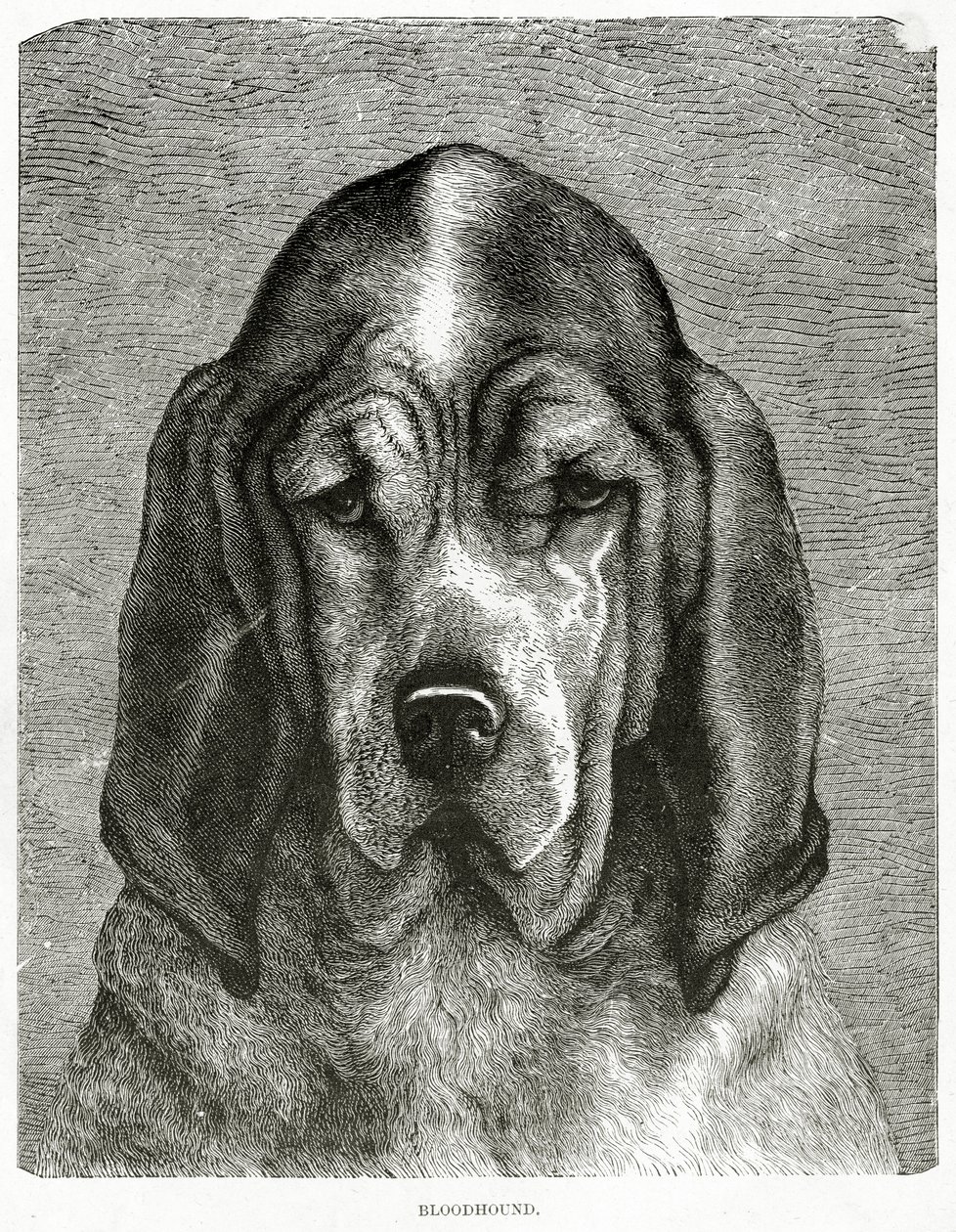 A véreb. 1902 (litó) alkotó: Unknown