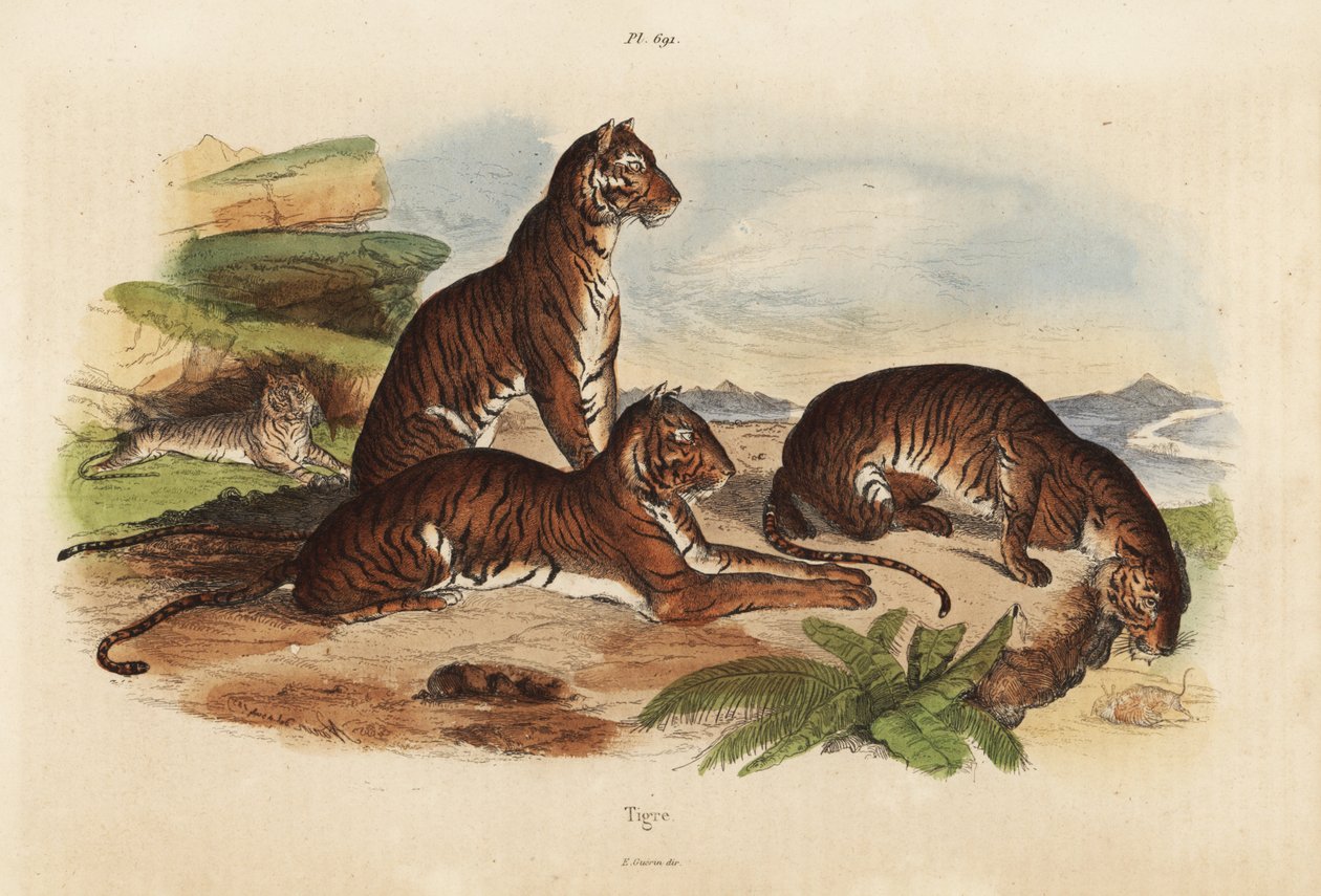 Tigrisek, Panthera tigris, veszélyeztetett alkotó: Unbekannt