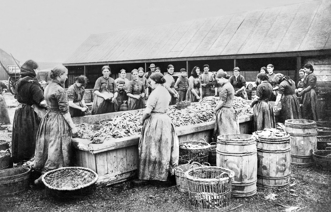 Egyesült Királyság : Herings kibelezése. Aberdeen, 1880 alkotó: Unbekannt