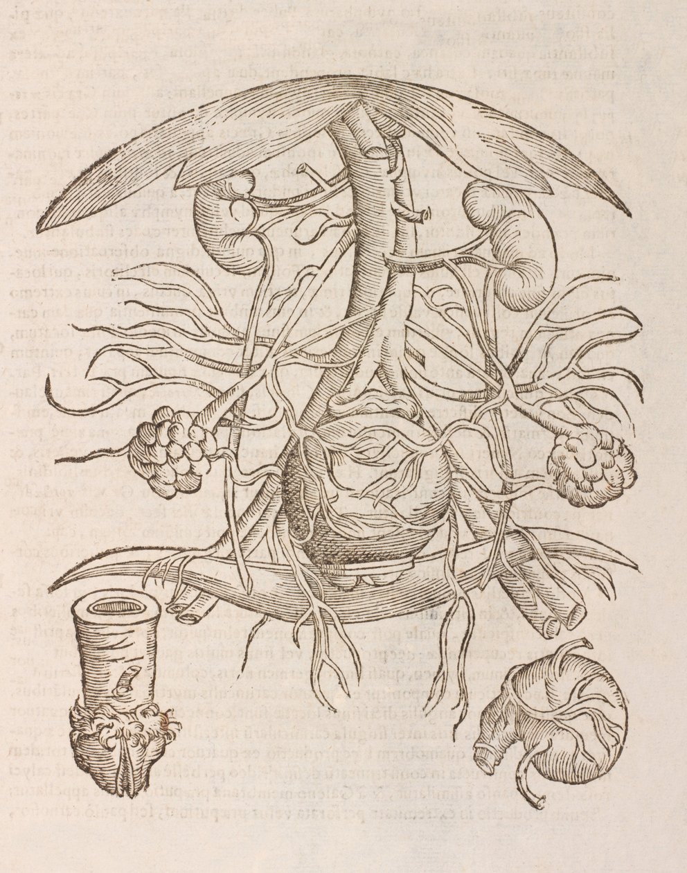 Uterus orificium internum ostendens alkotó: Unbekannt