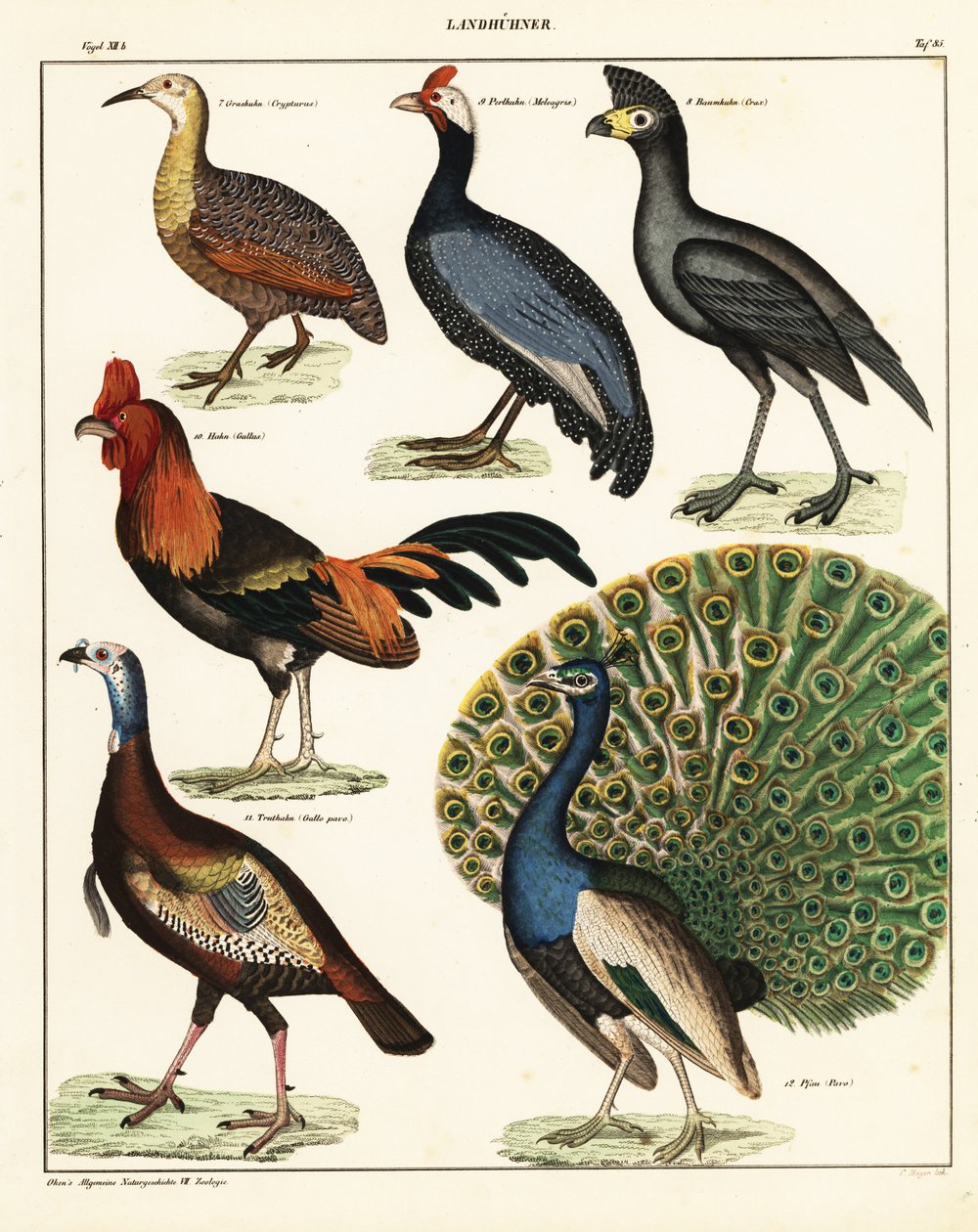 A madarak fajtái. ,1841 (kőnyomat) alkotó: Unbekannter Künstler