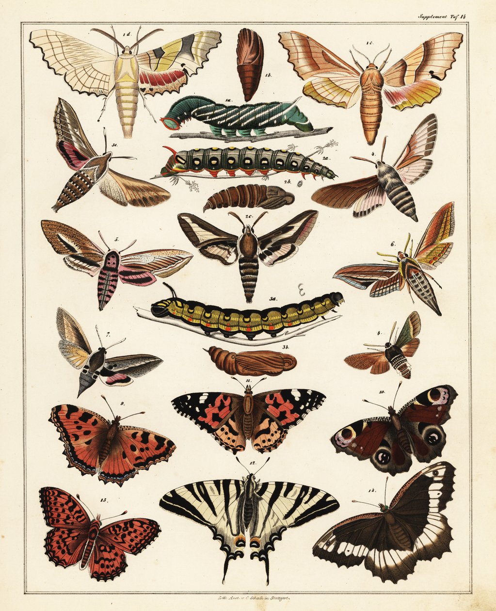 Varieties of butterflies, moths, etc.,1841 (lithograph)   1409536   hu       hungarian Successfully Translated  Original: Landscape with a Village Church Translat: Landscape with a Village Church 1230841 hu hungarian Successfully Translated Original: De as alkotó: Unbekannter Künstler