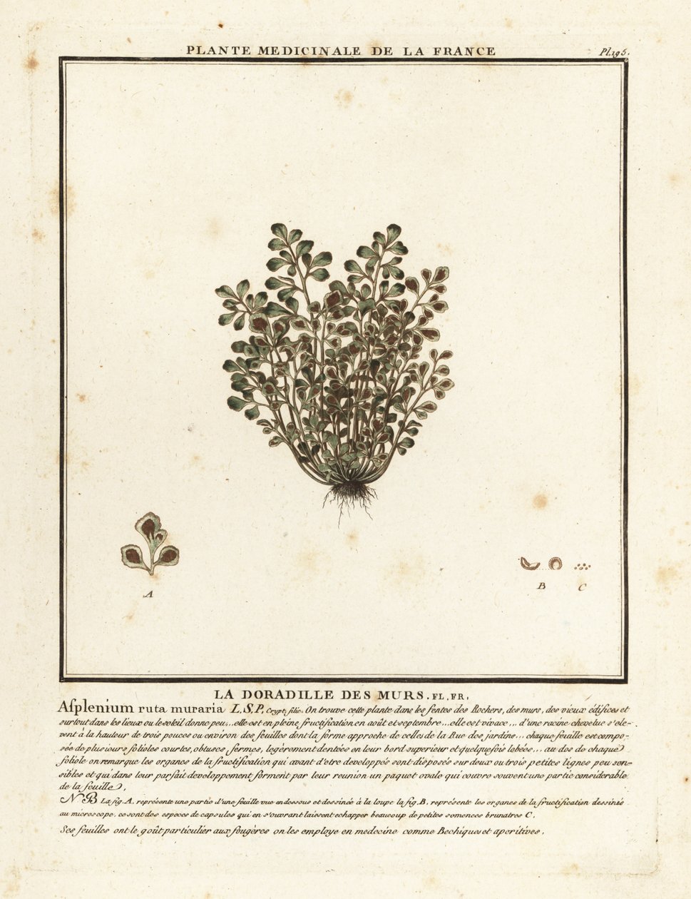 Wall-rue, Asplenium ruta-maria. alkotó: Unbekannter Künstler