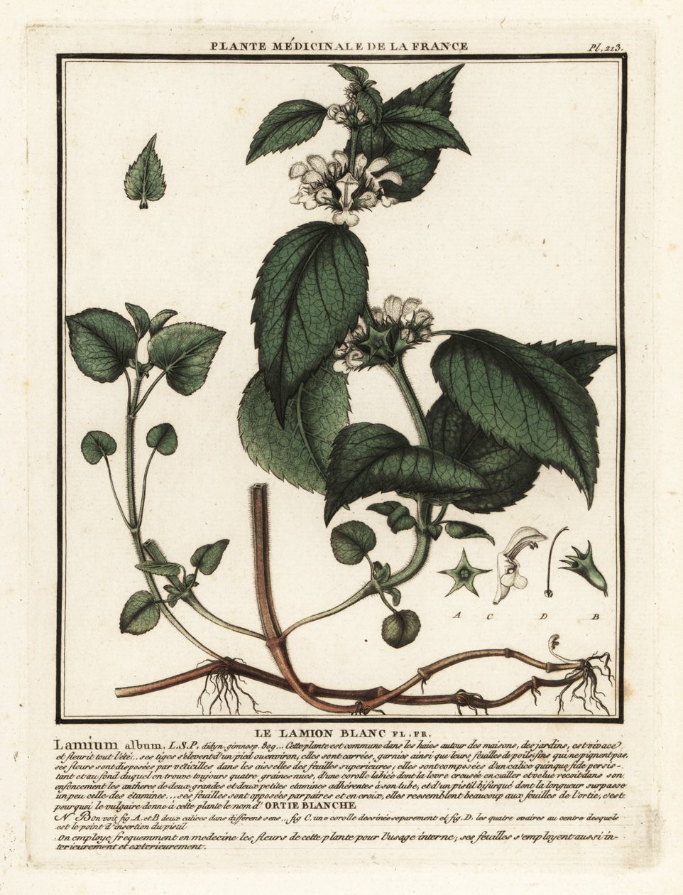 Fehér csalán, Lamium album. alkotó: Unbekannter Künstler