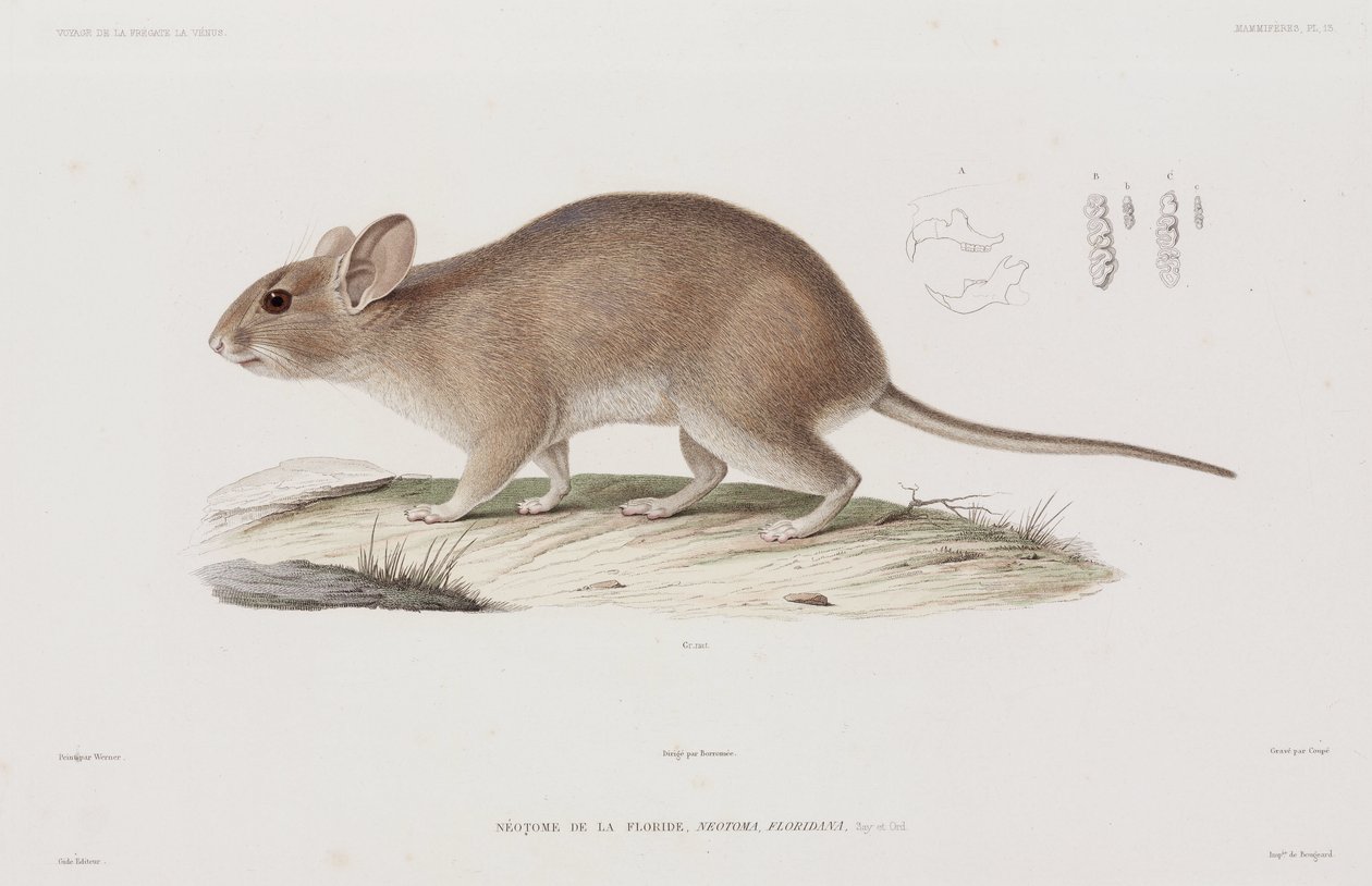 Woodrat, USA alkotó: Unbekannt