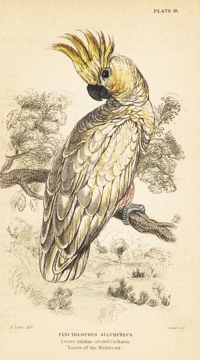 Sárga tarajos kakadu, Cacatua sulphurea. Kritikusan veszélyeztetett 1889 (metszet) alkotó: Unbekannter Künstler
