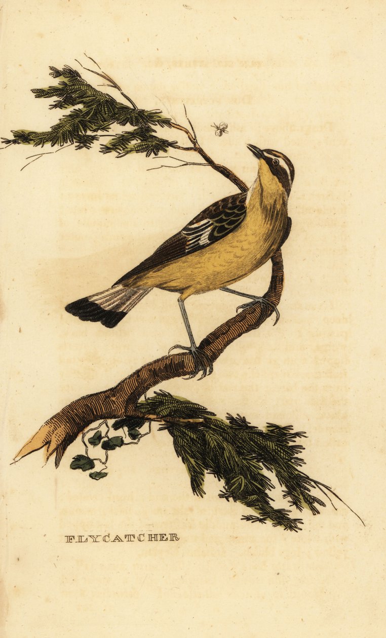 Sárgaborjú légykapó, Ficedula zanthopygia. 1815 (metszet) alkotó: Unbekannter Künstler