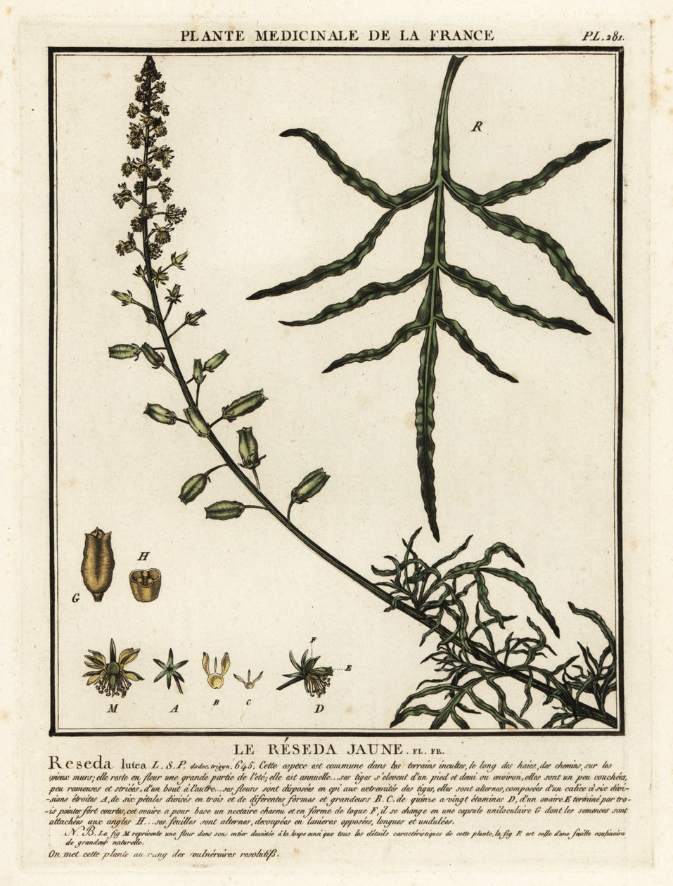 Sárga mignonette, Reseda lutea. alkotó: Unbekannter Künstler