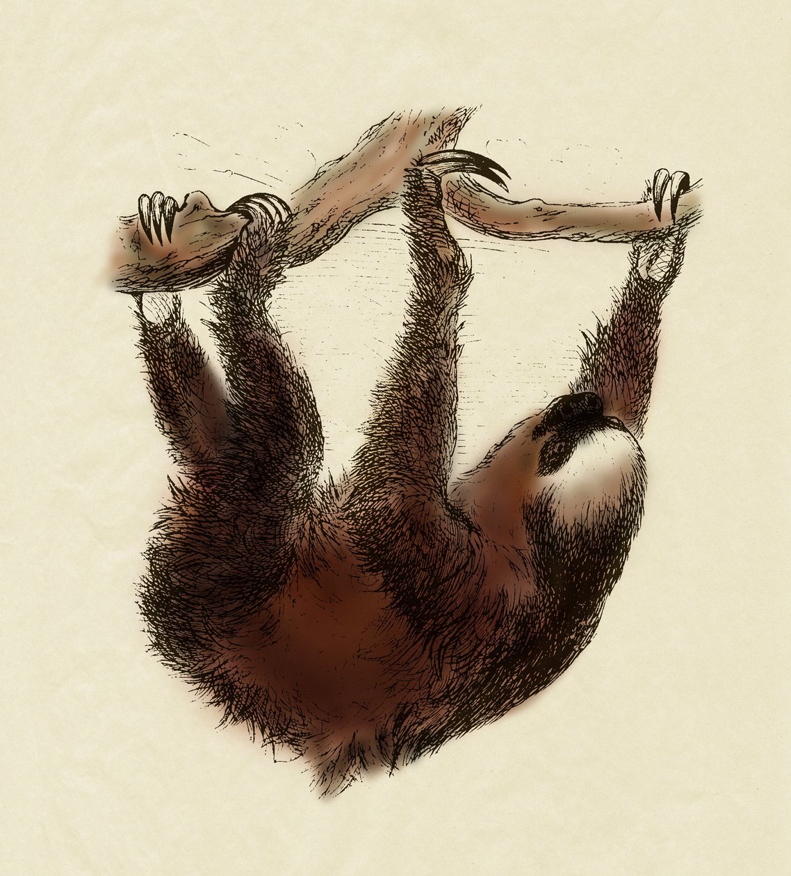 Zoológia: lusta (Bradypus tridactylus) alkotó: Unbekannter Künstler