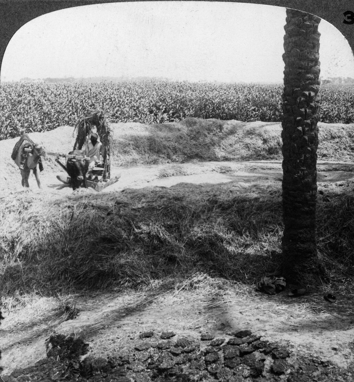 Cséplés Egyiptomban, 1905. alkotó: Underwood and Underwood