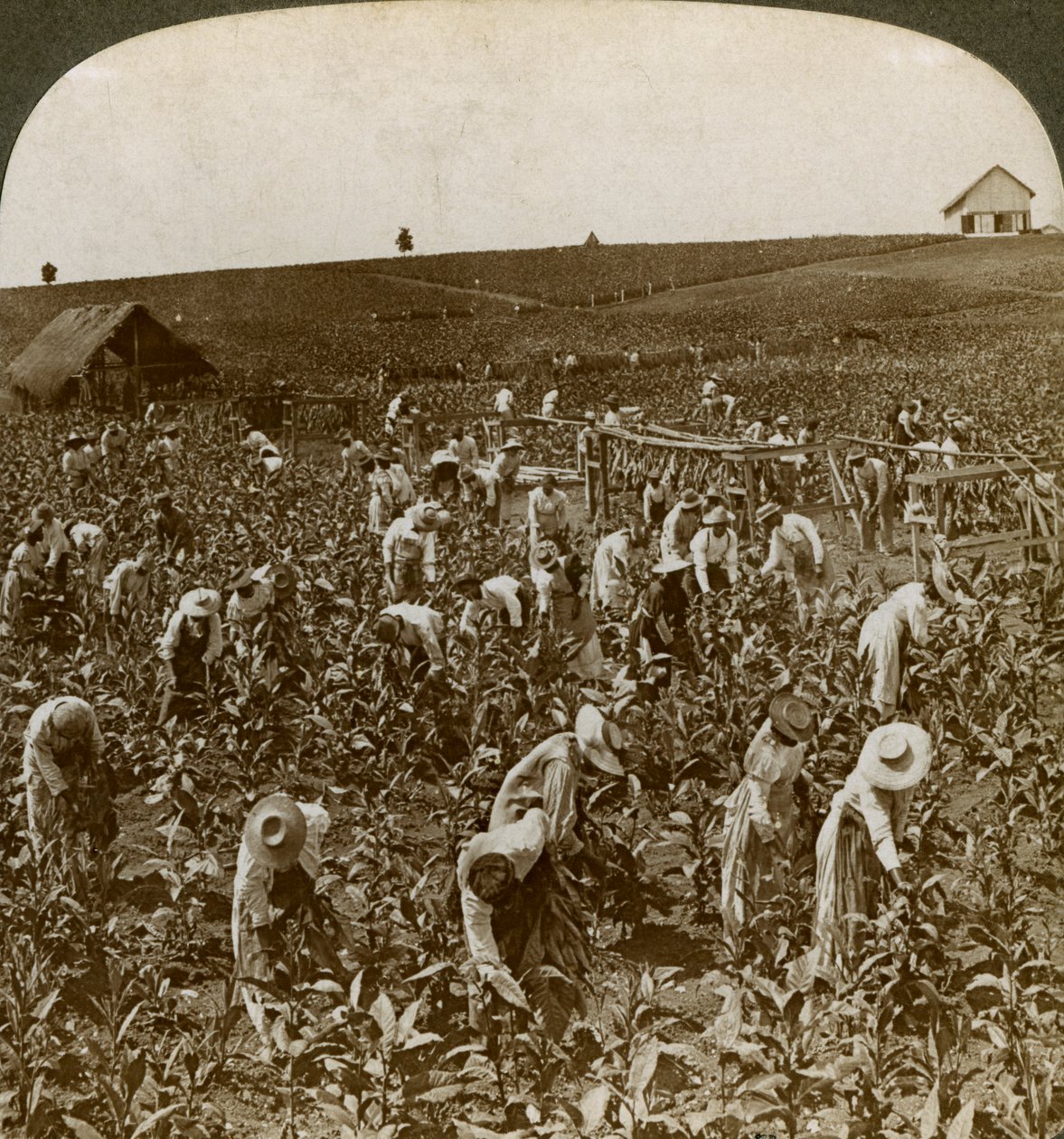 Dohánymező, Montpeller, Jamaica, 1900. alkotó: Underwood and Underwood