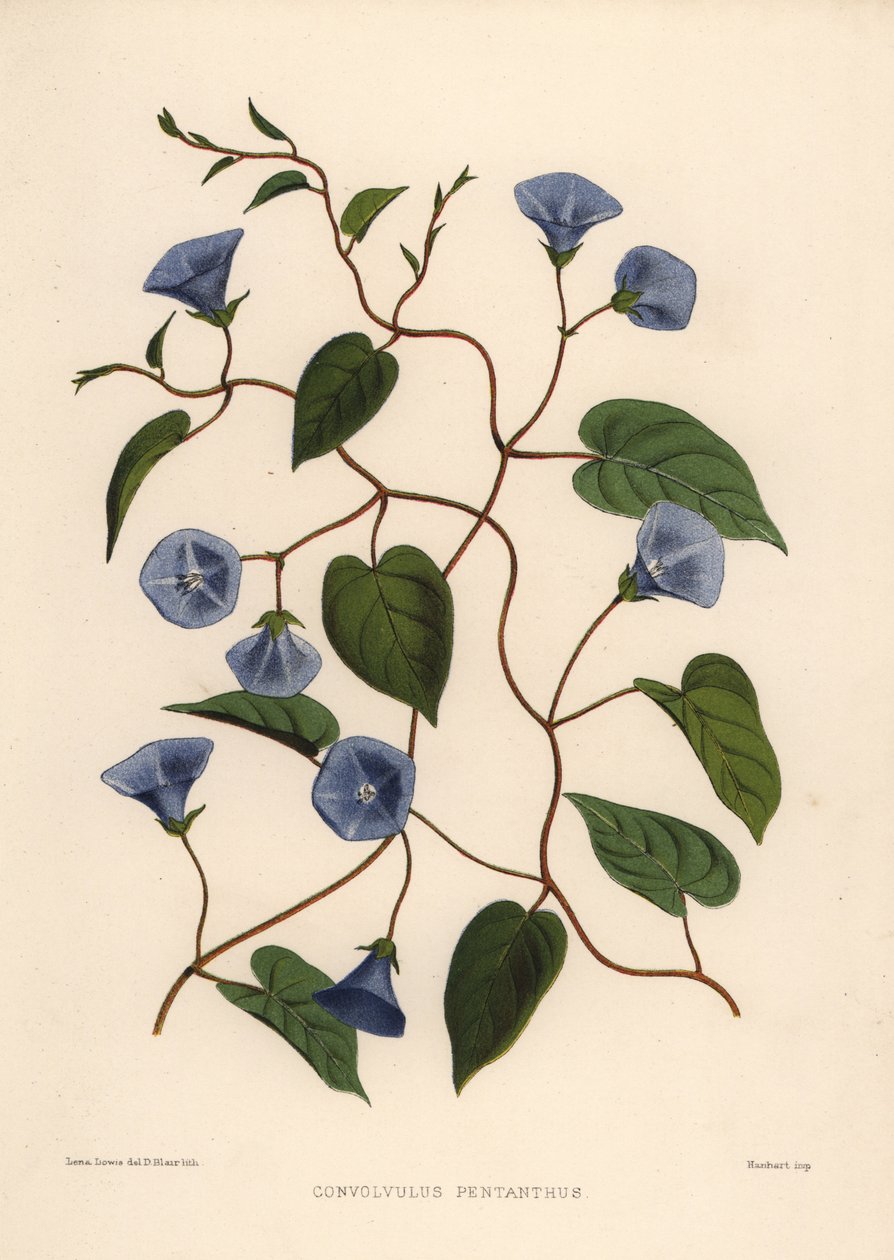 Clustervine, Jacquemontia pentanthos (Convolvulus pentanthus) alkotó: Unknown
