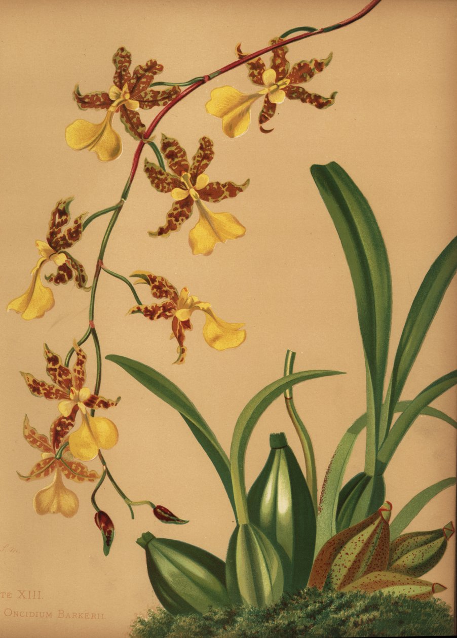 Táncoló női orchidea, Oncidium tigrinum (Oncidium barkerii) alkotó: Unknown