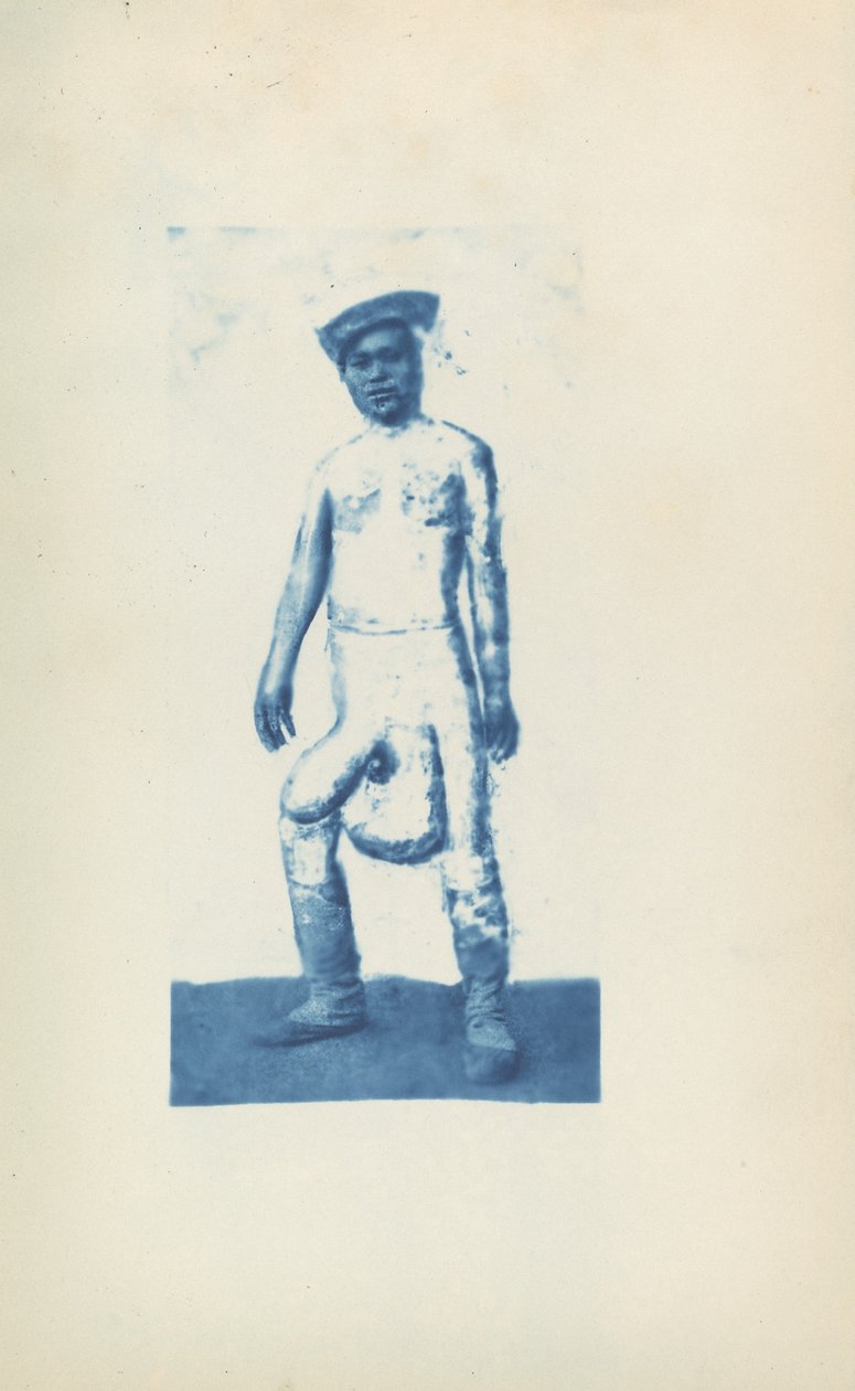Vastagbőrűség alkotó: Unknown 19th Century