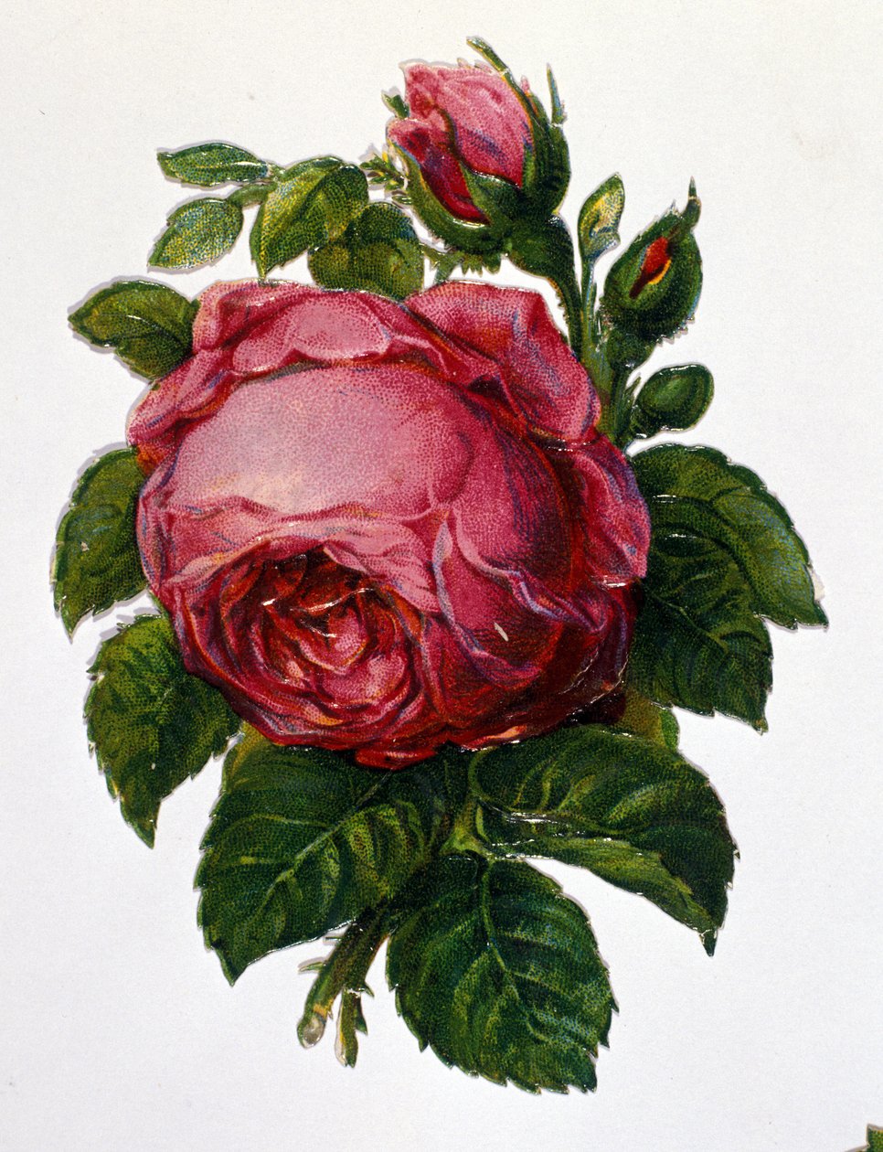 Egy rózsa alkotó: Unknown artist