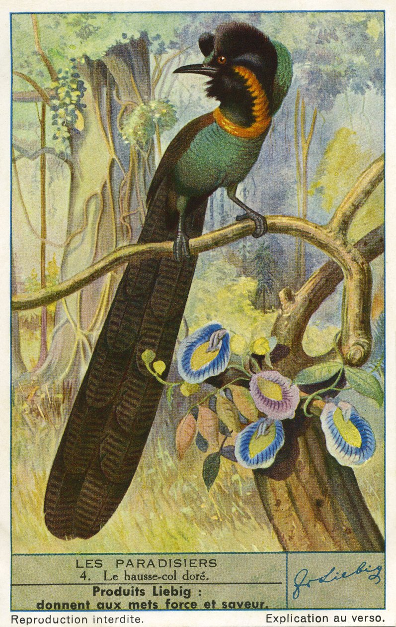 Paradicsommadár alkotó: Unknown artist