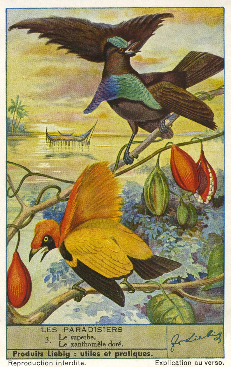 Paradicsomi madarak alkotó: Unknown artist