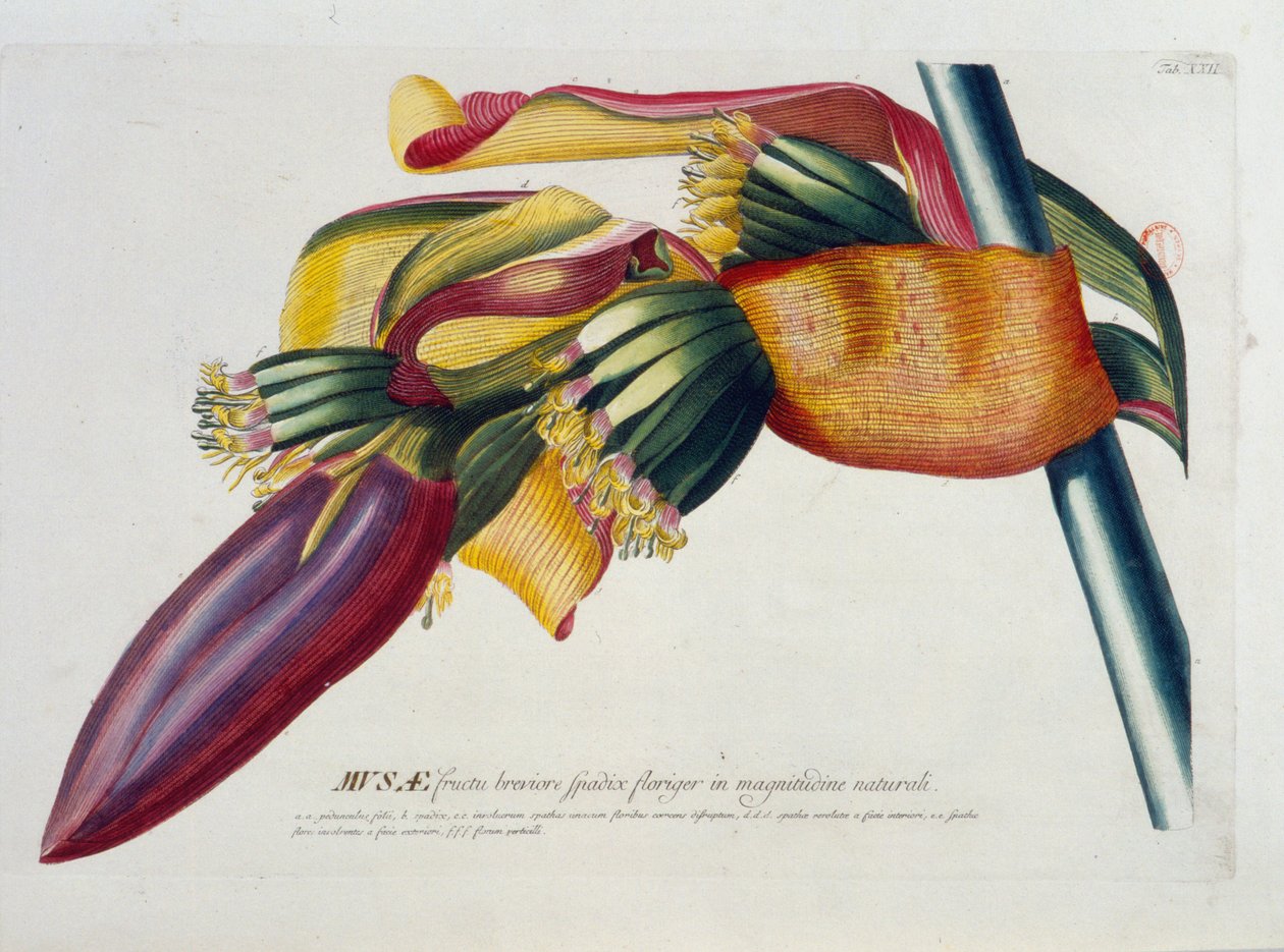 Botanikai tábla: Banán, ág. n.d. 19. század. alkotó: Unknown artist
