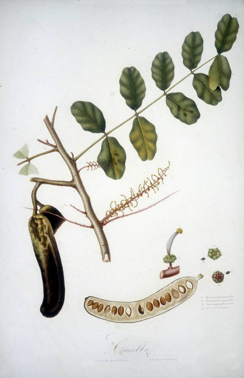 Botanikai tábla: szentjánoskenyér ág (Carobba). alkotó: Unknown artist