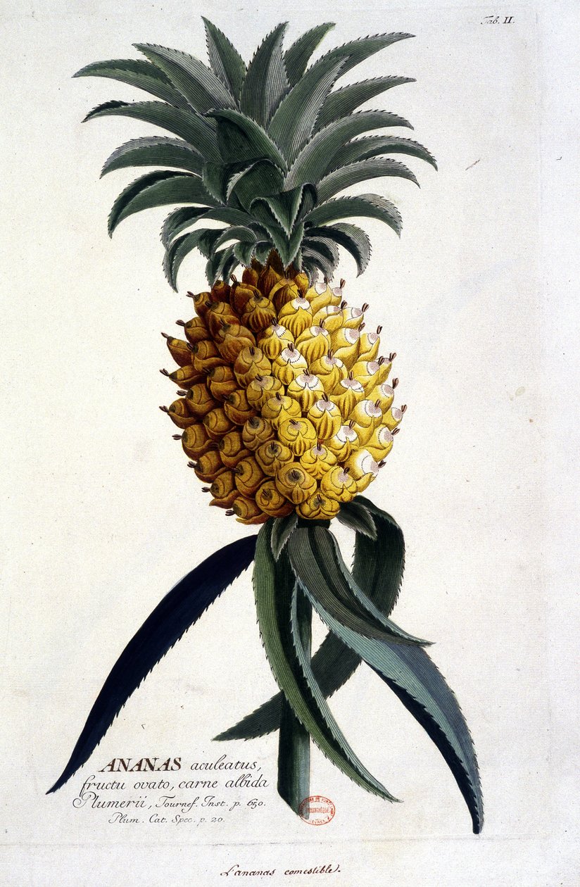 Botanikai tábla: ananász. n.d. 19. század. alkotó: Unknown artist