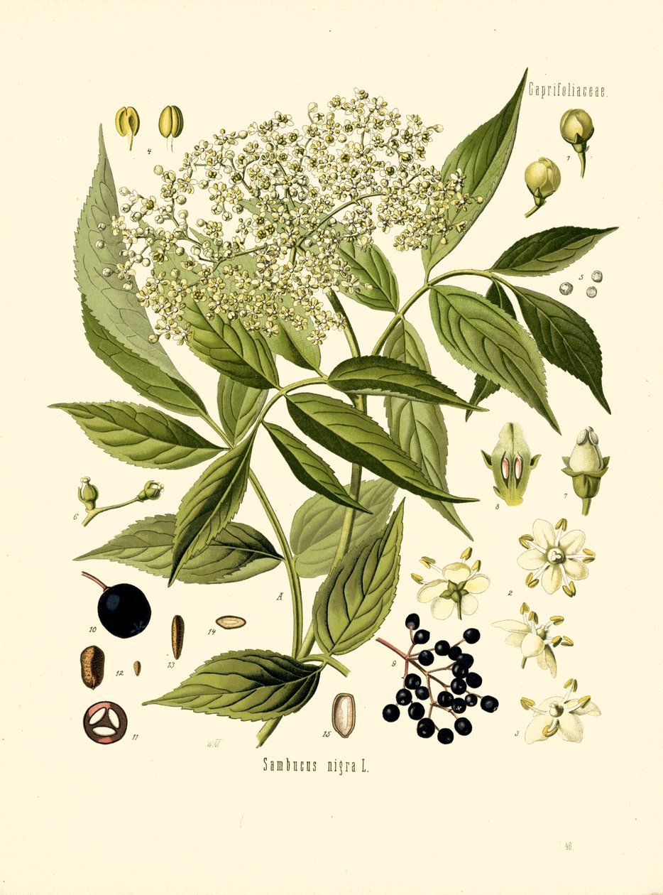 Elder Bore Tree (színes litó) alkotó: Unknown artist