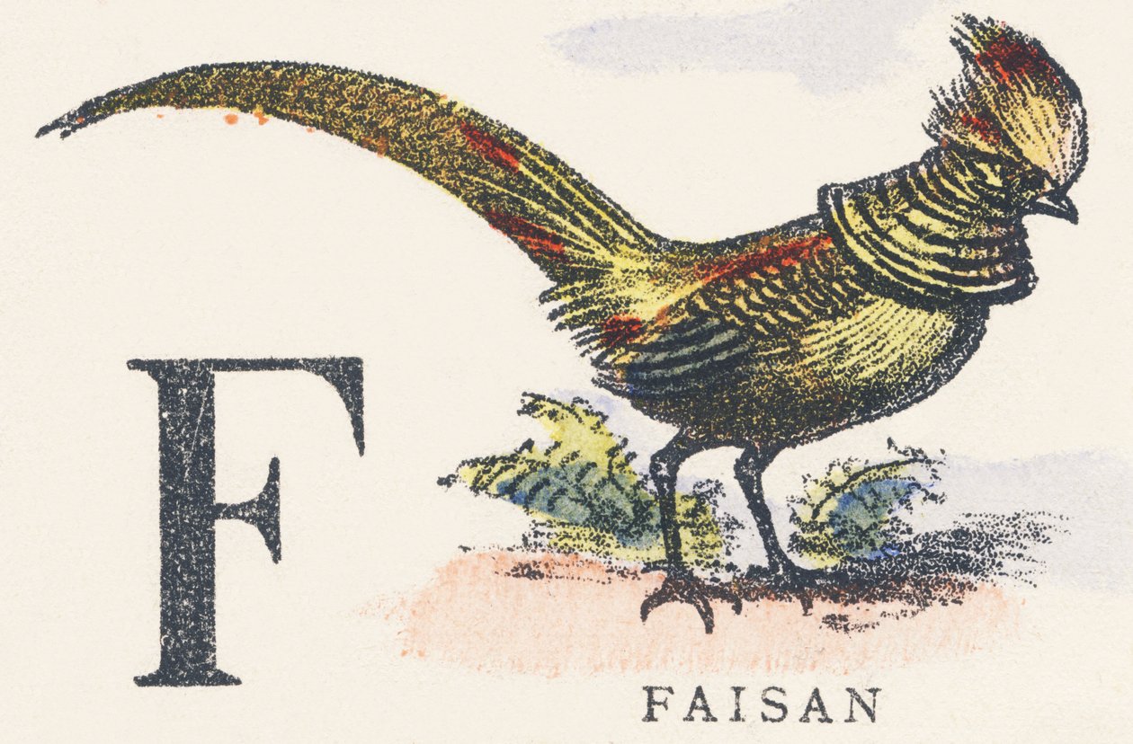 F: fácán alkotó: Unknown artist
