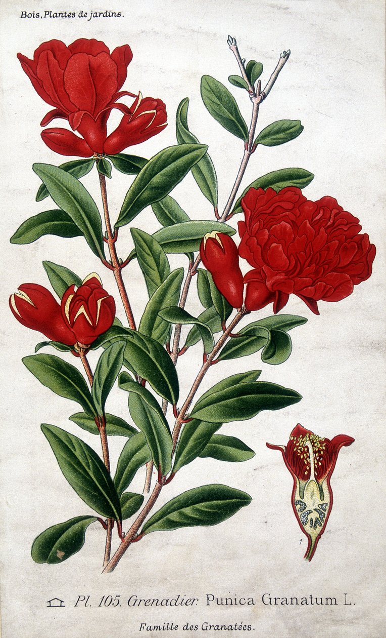 Kerti növények: gránátalma virágok (Grenatées család). alkotó: Unknown artist