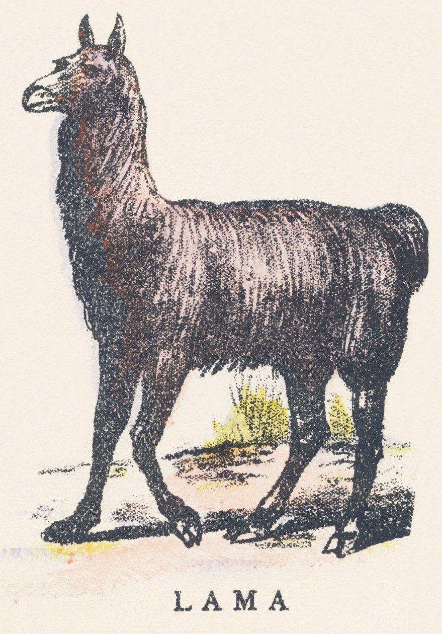 L: láma alkotó: Unknown artist
