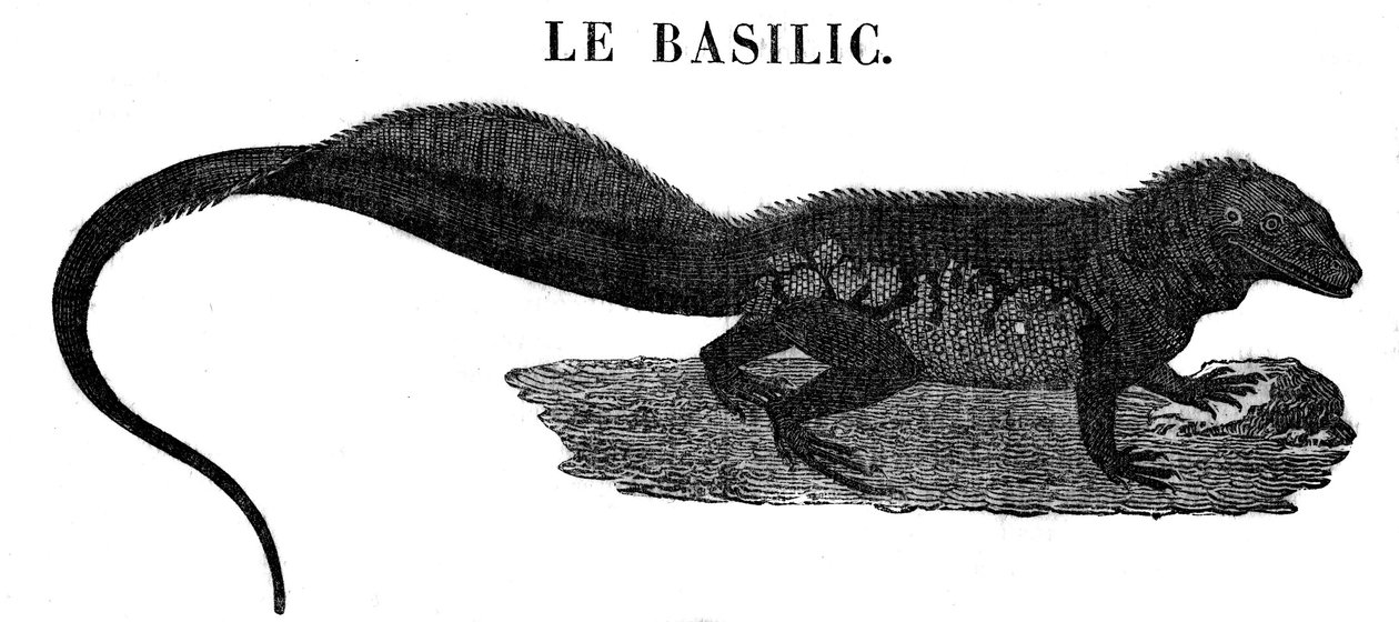 Legendás szörny: Basil hüllő ábrázolása. alkotó: Unknown artist