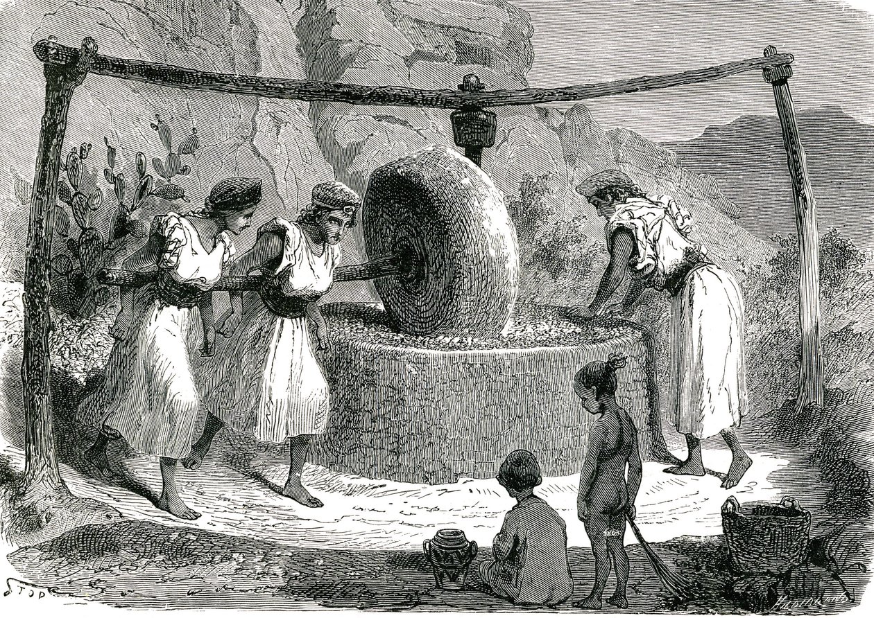 Olives grinding mill in Algeria 1885 alkotó: Unknown artist