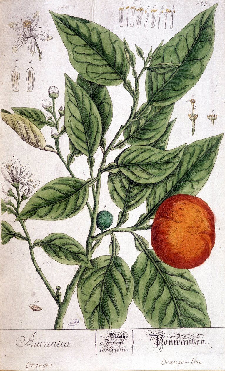 Narancs (Aurentia) – Arts Deco alkotó: Unknown artist