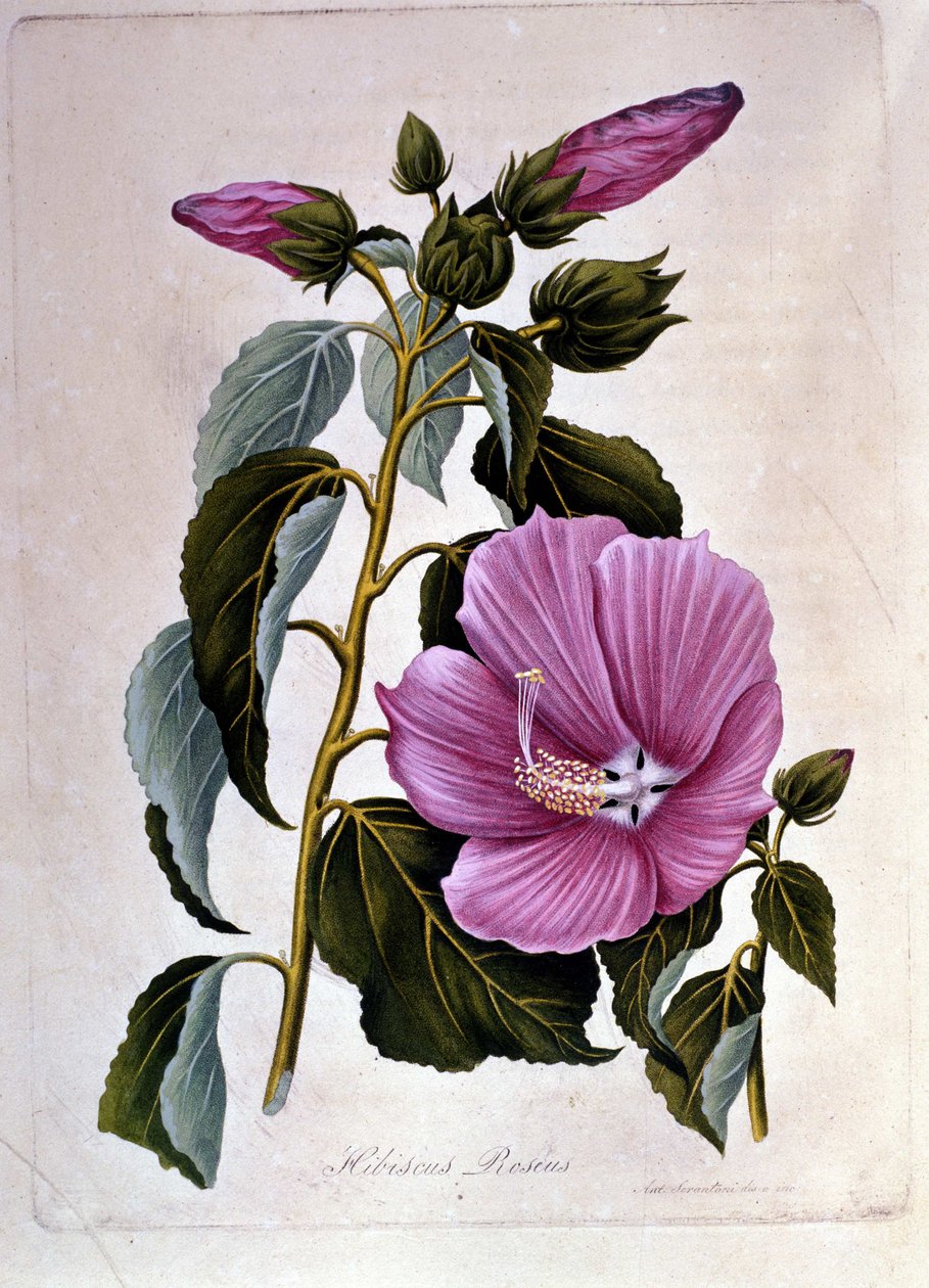 Rózsaszín ibiszkusz. Botanikai tábla. Metszés. alkotó: Unknown artist